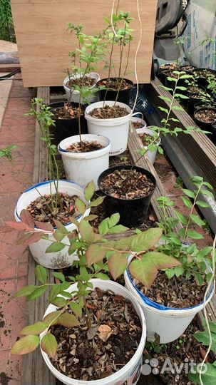 Голубика растение