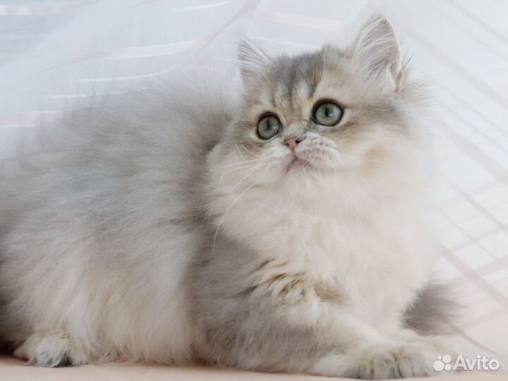 Британская длинношерстная голубое золото