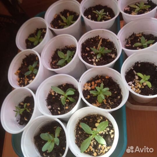 Рассада эустомы