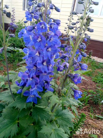 Дельфиниум, лилии