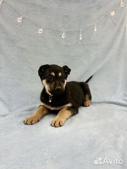 Щенок мальчик