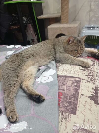 Шотландский кот золотая шиншилла