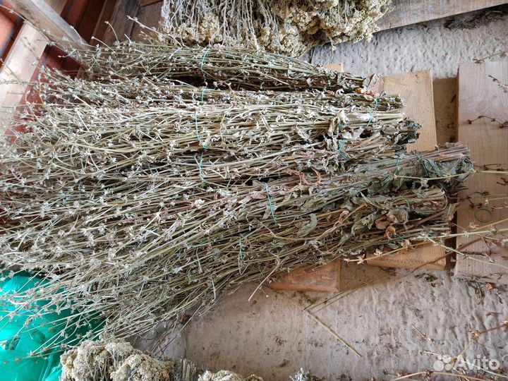 Тысячелистник лекарственный