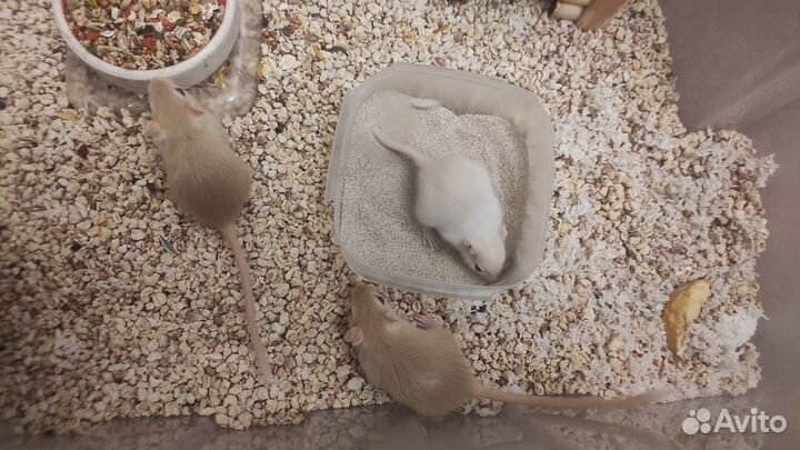 Монгольские песчанки, самки