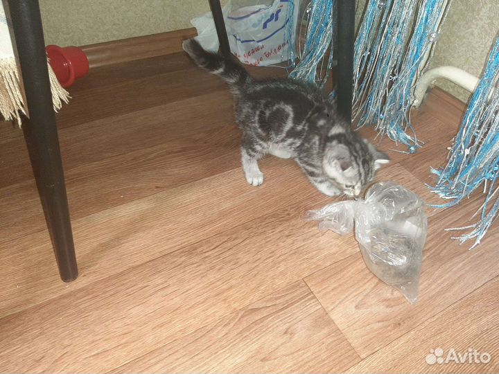 Британские котята