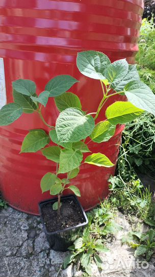 Гортензия Анабель, есть цветущие