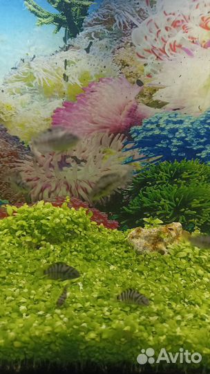 Цихлозома чернополосая