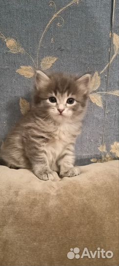 Отдам котят