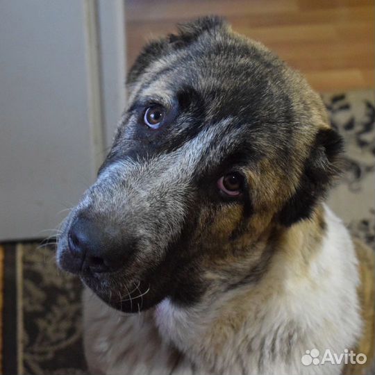 Замечательный мальчик среднеазиатской овчарки