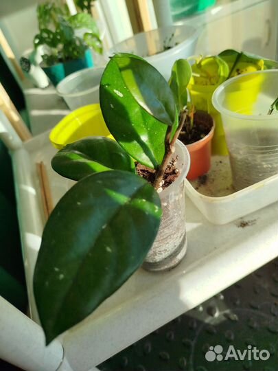 Хойя карноза