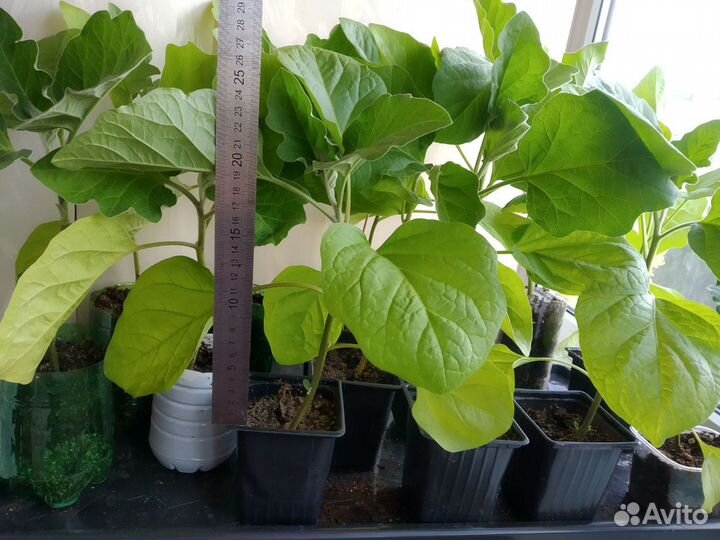 Рассада баклажан