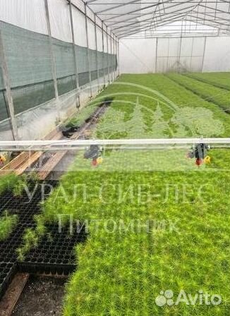 Голубая ель зкс сеянцы