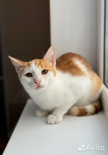 Котёнку очень нужен дом