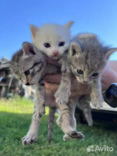 Котята в добрые руки