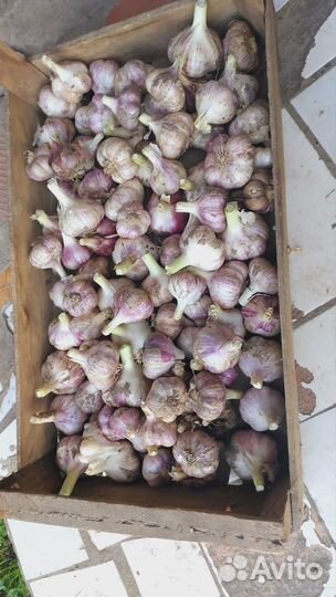 Чеснок свежий
