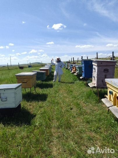 Продам пчел