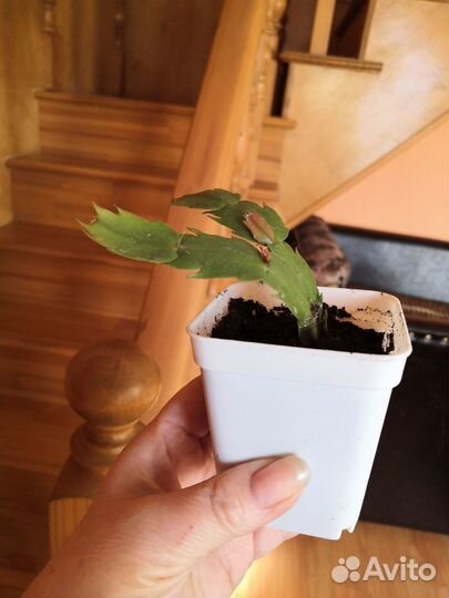 Шлюмбергера желтая