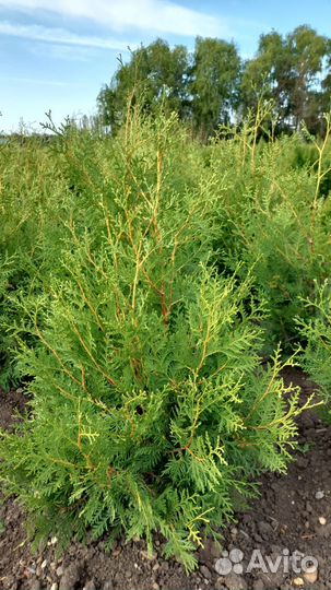 Туя Брабант, туя Смарагд