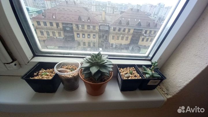 Суккуленты