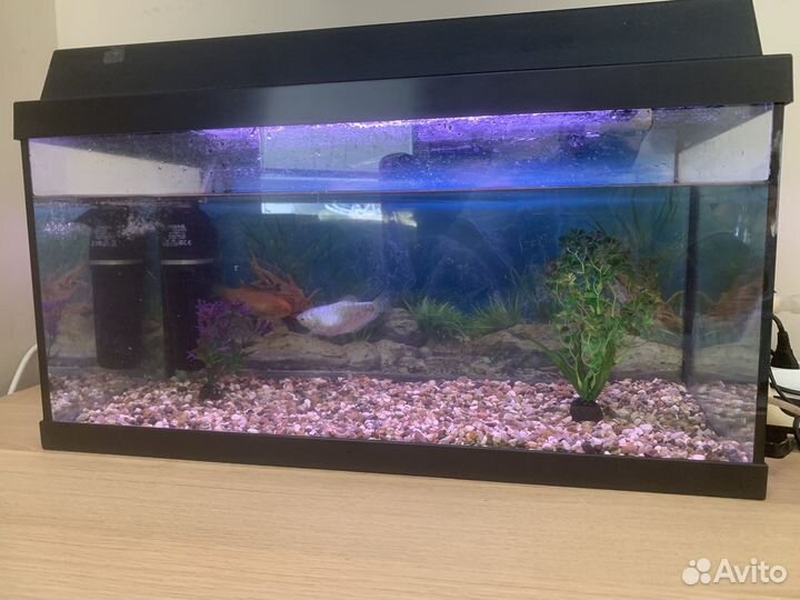 Аквариум с рыбками