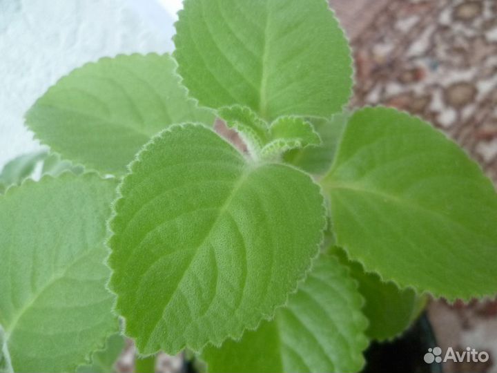 Мята комнатная(Plectranthus hadiensis