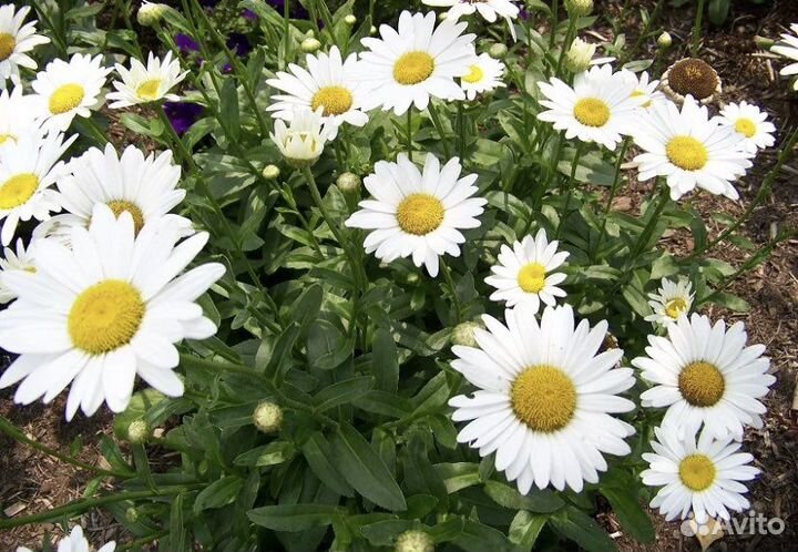 Букет ромашек