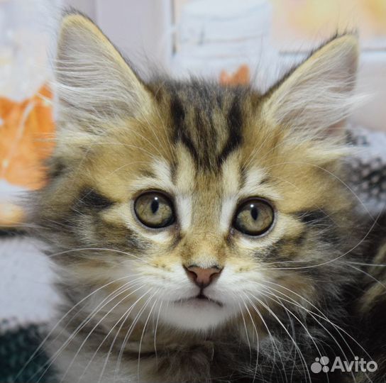 Курильский бобтейл
