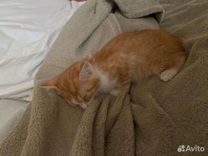 Отдам котенка в добрые руки