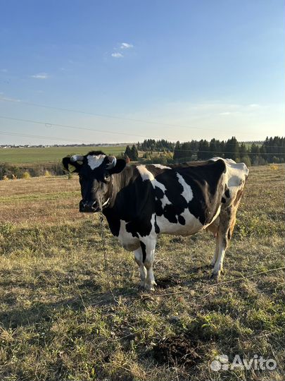 Корова