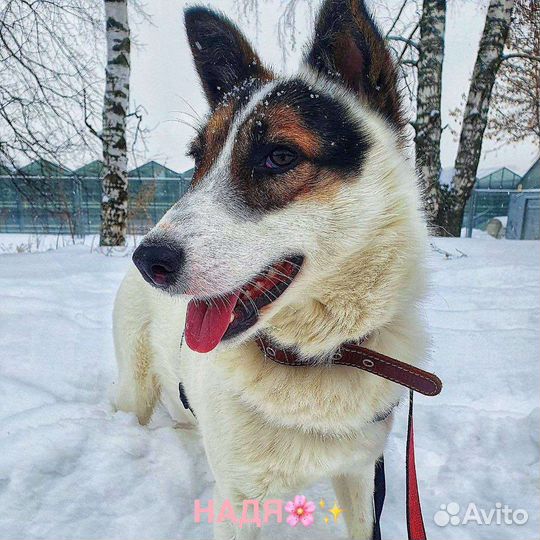 Красавец-пес в добрые руки