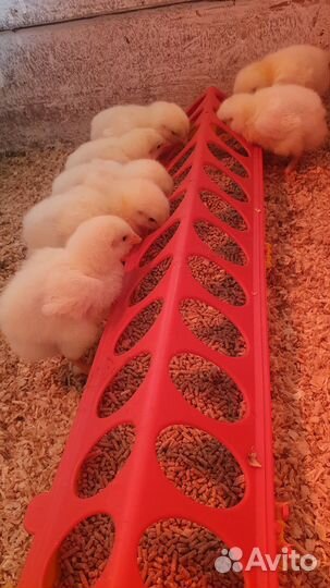Цыпленок Бройлер (кобб 500) 7дн