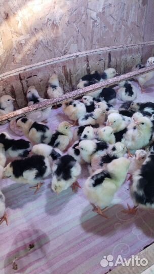 Цыпленок Австралорп