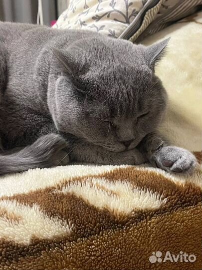 Передержка домашних животных