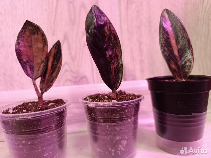 Замиакулькас Пинк Оранж