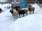 Овцы бараны курдючные объявление продам