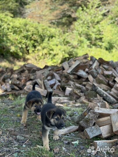 Щенки в добрые руки