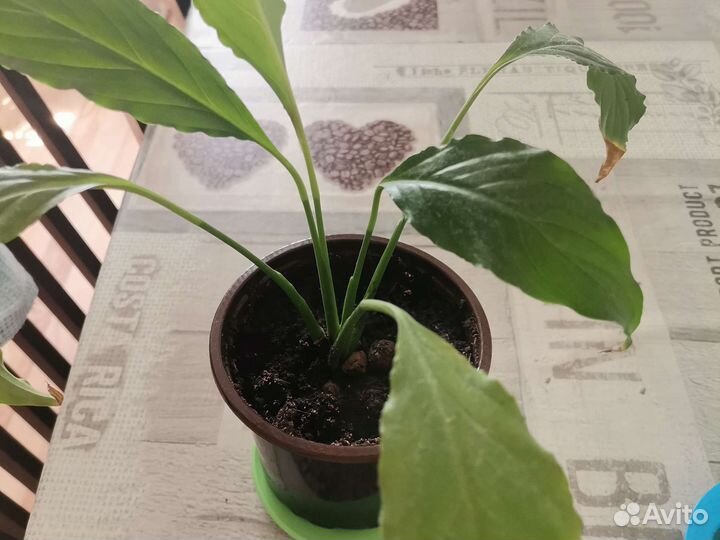 Спатифиллум, фикус