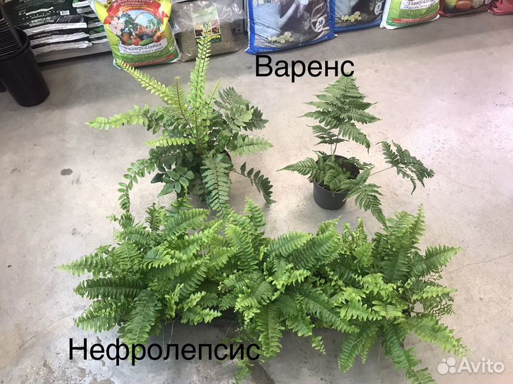 Комнатные растения