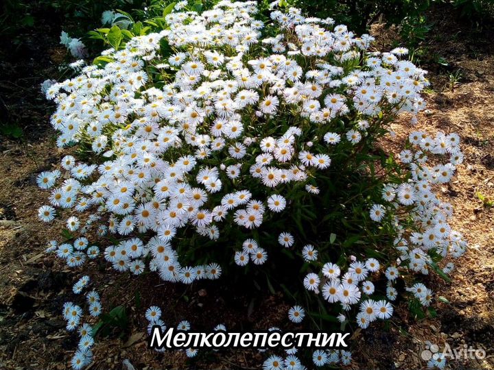 Декоративные многолетники - 1