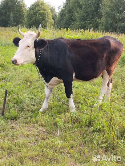 Молодая коровка С Р О Ч Н О