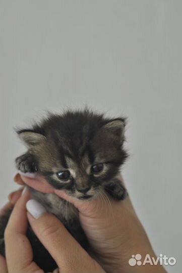 Котята в добрые руки бесплатно