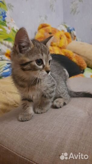 Кот от британской кошки