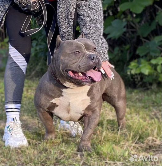 Американский булли вязка