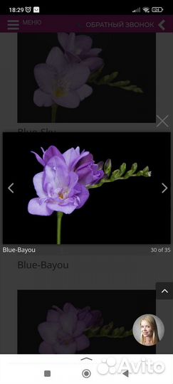 Луковицы фрезии