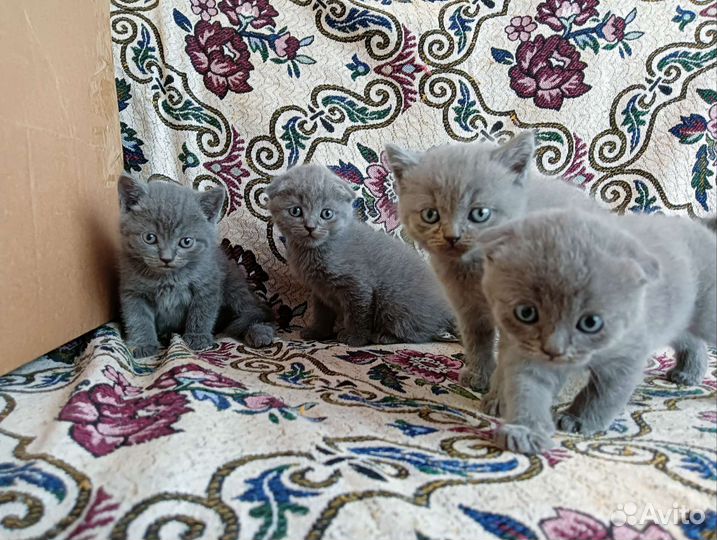 Шотландские котята