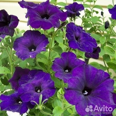 Рассада ампельной петунии