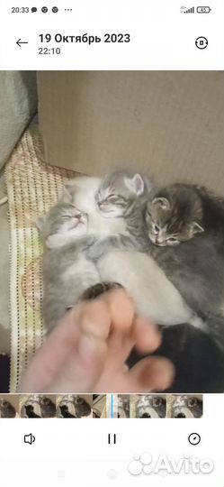 Котята в добрые руки