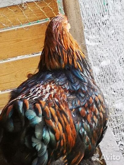 Петух виандот