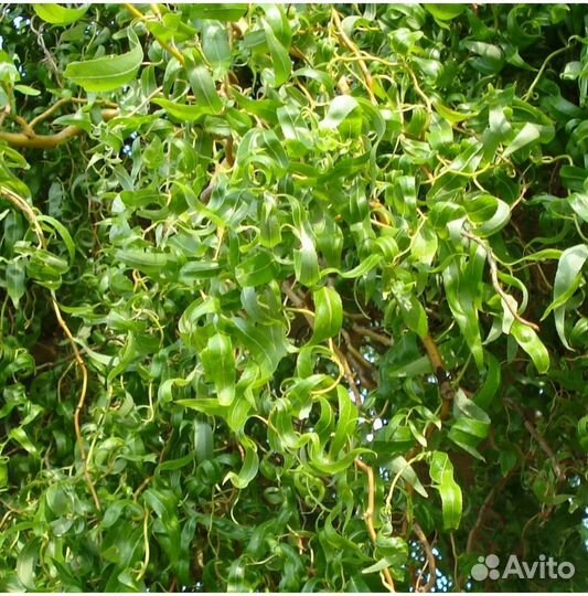 Саженцы ивы декоративной извилистой плакучей