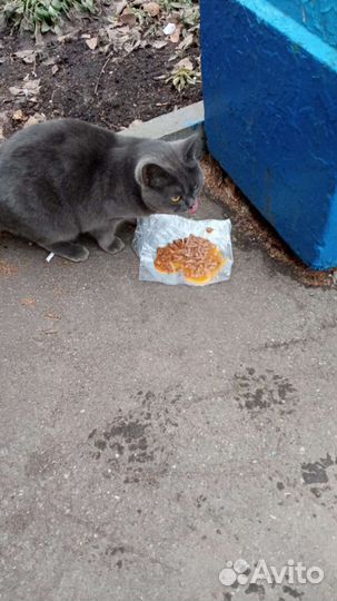 Кошка